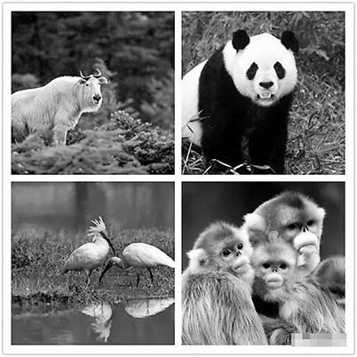 朱鹮、大熊猫、金丝猴和羚牛,汉中四宝驰誉世界。.jpg