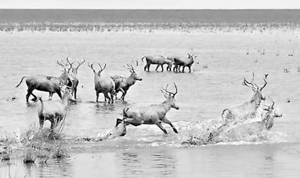 盐城大丰国家海涂湿地公园 麋鹿4.jpg